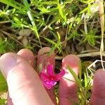 Phlox pilosa Corteccia