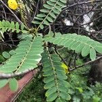 Senna didymobotrya Blatt