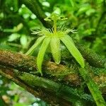 Passiflora costaricensis Çiçek
