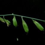 Crotalaria albida Hábito