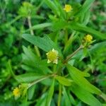 Ranunculus abortivus Feuille