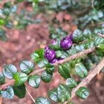 Rhaphithamnus spinosus Fruto