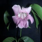Cydista aequinoctialis Flower