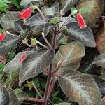 Kohleria amabilis Vekstform