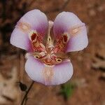 Calochortus venustus ᱵᱟᱦᱟ