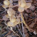 Helianthemum ledifolium Plod