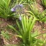 Agapanthus africanus 花