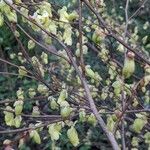 Corylopsis pauciflora Hàbitat