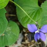 Viola cucullata Flor