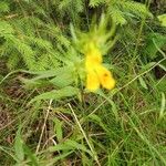 Melampyrum sylvaticumKukka