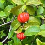 Eugenia uniflora Mbuma