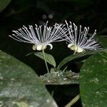 Morisonia discolor Altul/Alta