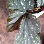 Begonia aconitifolia A.DC.Folla