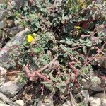 Helianthemum marifolium Blad