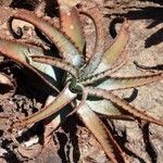 Aloe marlothii Folio
