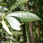 Ceiba speciosa Leaf