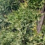 Juniperus osteosperma ফুল