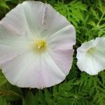 Convolvulus arvensisFlower