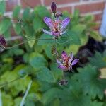 Tricyrtis hirta Flower