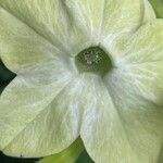 Nicotiana alata Цветок