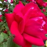 Rosa spp. Blüte