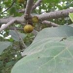 Ficus hispida Frukto