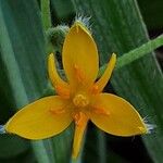 Hypoxis hirsuta Λουλούδι