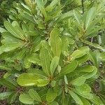 Pittosporum viridiflorum 葉