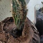 Cereus jamacaru List