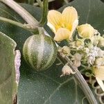 Bryonia verrucosa Fruto