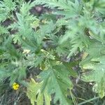 Urtica cannabina List