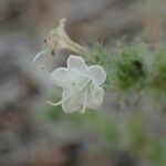 Echium italicum Flor