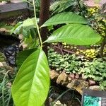 Diospyros nigra Leaf