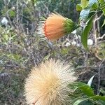 Stifftia chrysantha Fleur