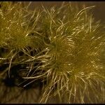 Clematis ligusticifolia Fruto