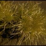 Clematis ligusticifolia Fruit