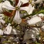 Eruca sativa Λουλούδι