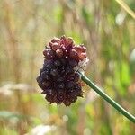 Allium vineale Frucht