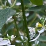 Euphorbia hypericifoliaCorteza