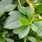 Escallonia rubra Leaf