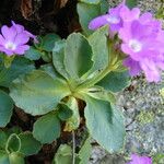Primula hirsuta Hoja