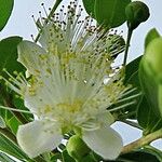 Myrtus communis Blüte