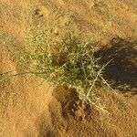 Crotalaria saharae Pokrój