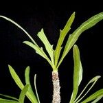 Jatropha dioica Leaf