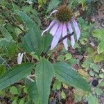 Echinacea pallidaFlower