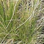 Nardus stricta Лист