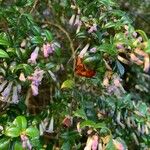 Rhaphithamnus spinosus Flower