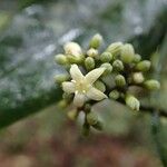 Psychotria wagapensis Flor