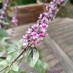 Ocimum kilimandscharicum Flor