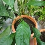 Spathiphyllum wallisiiFulla